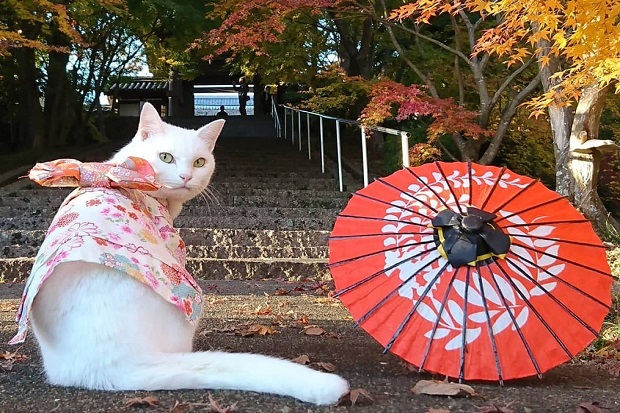 Giữ im lặng khi đến ng&ocirc;i đền Nyan Nyan Ji 