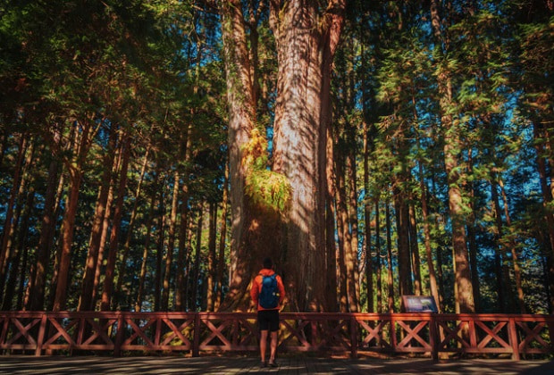 núi A Lý Sơn Đài Loan - Chiêm ngưỡng cây cổ thụ nghìn năm tuổi