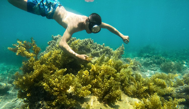 Lặn biển Quy Nhơn