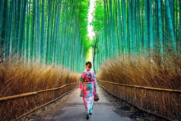 Cẩm nang du lịch Kyoto - Rừng tre Arashiyama