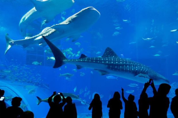 Cẩm nang du lịch Osaka - Thủy cung Osaka