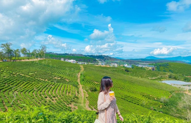 đồi ch&egrave; Cầu Đất
