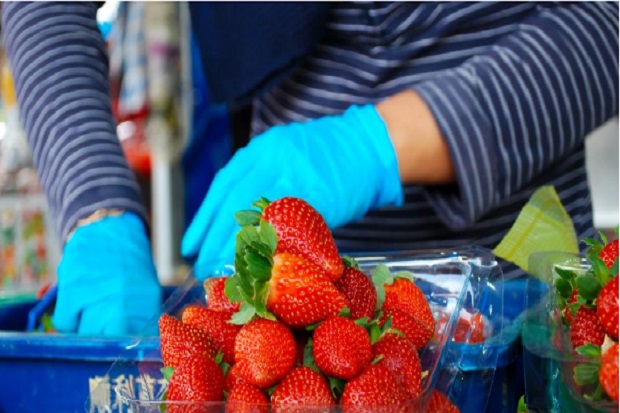 Tham quan trang trại dâu tây tại cao nguyên Cameron