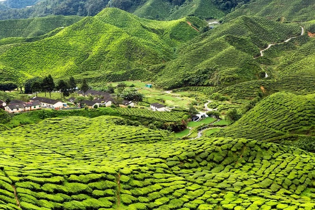 Thời điểm thích hợp để đi Cao nguyên Cameron