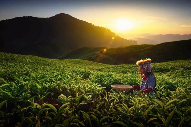 Những hoạt động thú vị tại cao nguyên Cameron