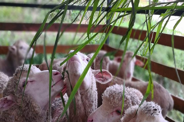 Tham quan khu bảo tồn cừu tại cao nguyên Cameron