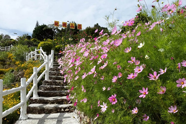 Cao nguyên Cameron - The Rose Centre Kea Farm
