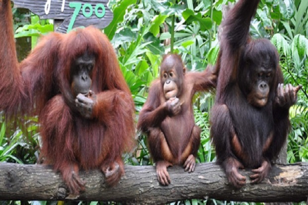 Cao nguyên Cameron - Khu vui chơi Mini Zoo 