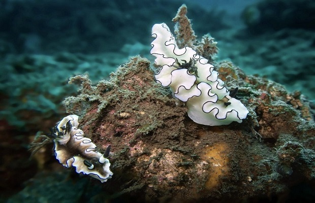 đảo bunaken - Trải nghiệm hấp dẫn nhất 