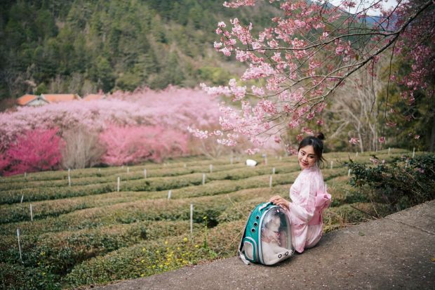 Du lịch Đài Loan mùa hoa anh đào - Thời điểm lý tưởng