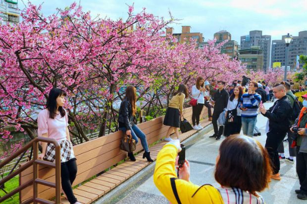 Du lịch Đài Loan mùa hoa anh đào - Công viên Lohas