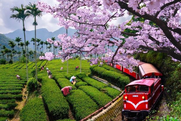 Du lịch Đài Loan mùa hoa anh đào - Vườn quốc gia Alishan