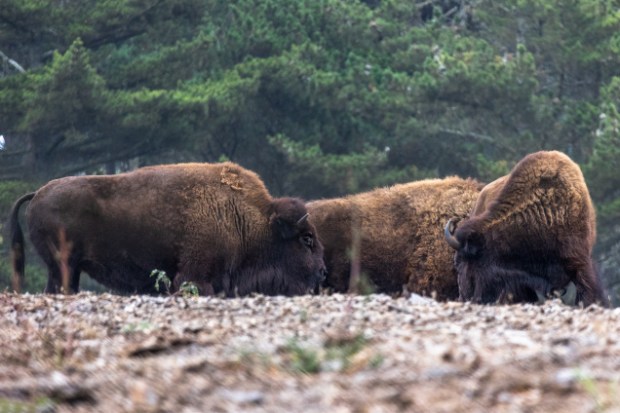 bò rừng bison Golden Gate Park