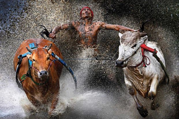 Lễ hội truyền thống Indonesia - Lễ hội đua bò