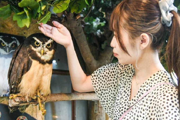 Ngôi làng cổ tích Yufuin - khu rừng cú mèo