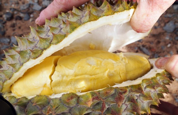 quà tặng du lịch campuchia - sầu riêng campuchia