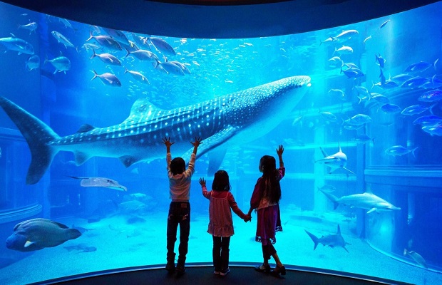 Tác động và ý nghĩa của thủy cung Osaka đến nhân loại