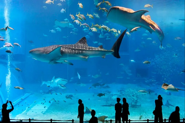 Những loài động vật trong thủy cung Osaka