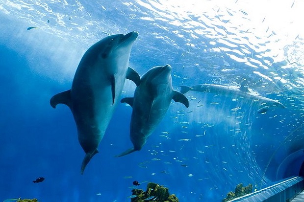 Khu vực Pacific Ocean trong thủy cung Osaka