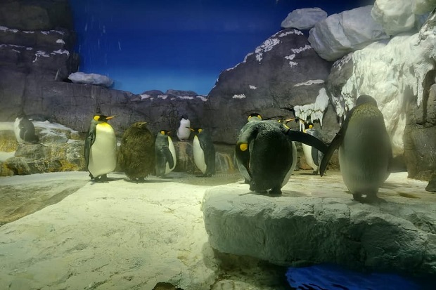 Khu vực Antarctica trong thủy cung Osaka