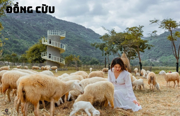 Tour Đồng Cừu Hang Rái Vĩnh Hy Vườn Nho 1 ngày