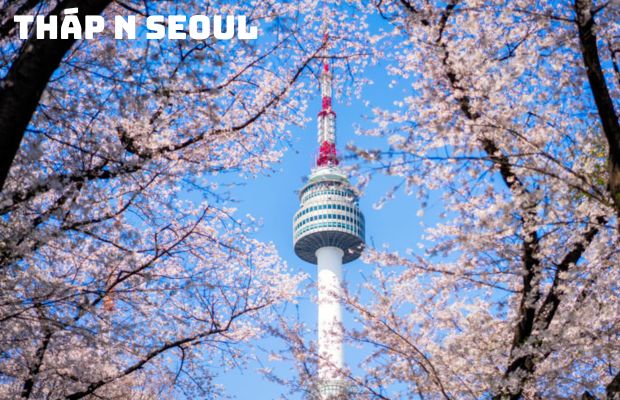 Tour hoa anh đào Hàn Quốc 5N5Đ từ TP.HCM: Seoul – Nami – Everland