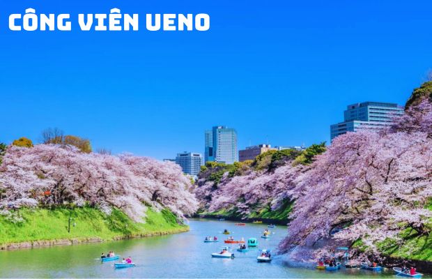 Tour hoa anh đào Nhật Bản 5N5Đ: Ngắm hoa anh đào Cung đường vàng