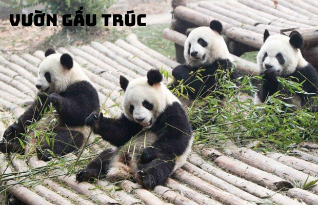 Tour Trung Quốc – Du lịch Trùng Khánh – Thành Đô – Cửu Trại Câu 7N7Đ