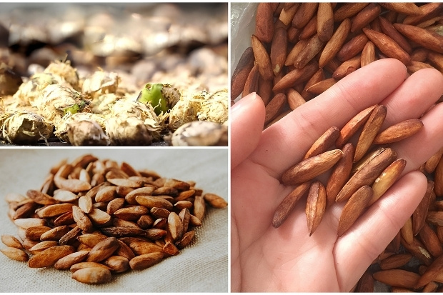 Mứt hạt b&agrave;ng C&ocirc;n Đảo thơm b&ugrave;i, gi&ograve;n ngọt, đặc sản nổi tiếng v&ugrave;ng biển