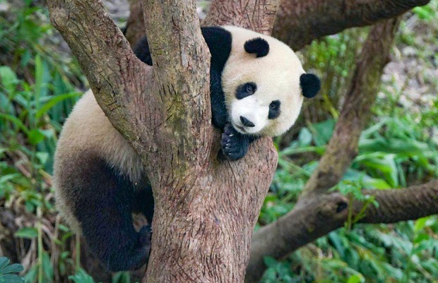 Sở thú Đài Bắc