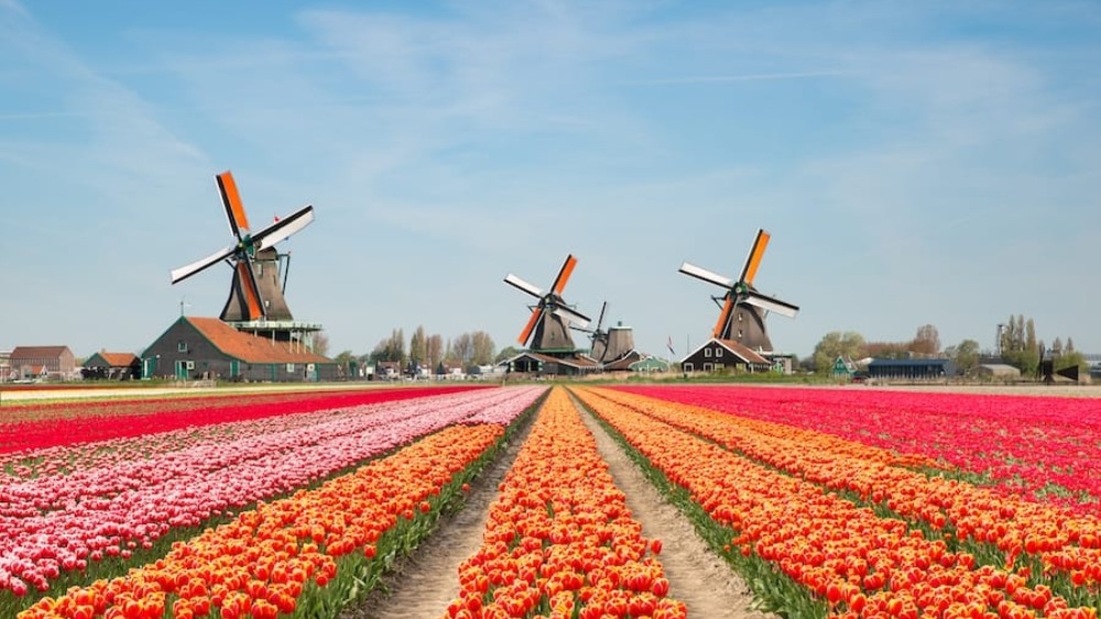 Du lịch kh&aacute;m ph&aacute; xứ sở hoa tulip H&agrave; Lan