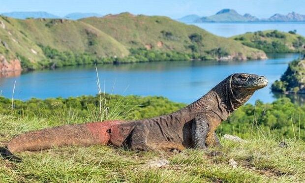 Đặt chân đến Công viên quốc gia Komodo, bạn sẽ có cơ hội chiêm ngưỡng loài rồng quý hiếm Công viên quốc gia Komodo