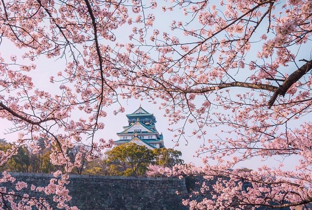 Mùa hoa anh đào Osaka