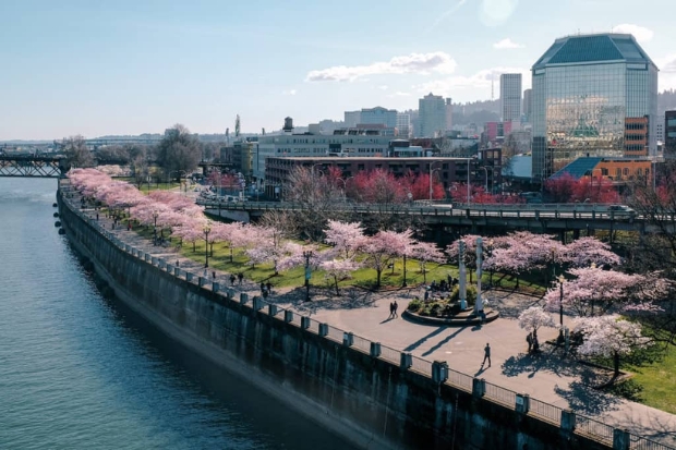 Tom McCall Waterfront Park rực rỡ sắc hoa anh đ&agrave;o mỗi độ xu&acirc;n về tại Portland, Oregon