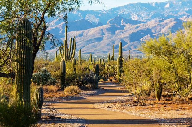 Đường mòn giữa những cây xương rồng saguaro tại Saguaro National Park, Tucson Đường mòn giữa những cây xương rồng saguaro tại Saguaro National Park, Tucson