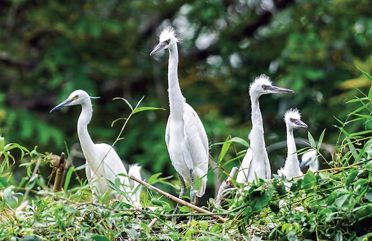 Vườn chim Cà Mau
