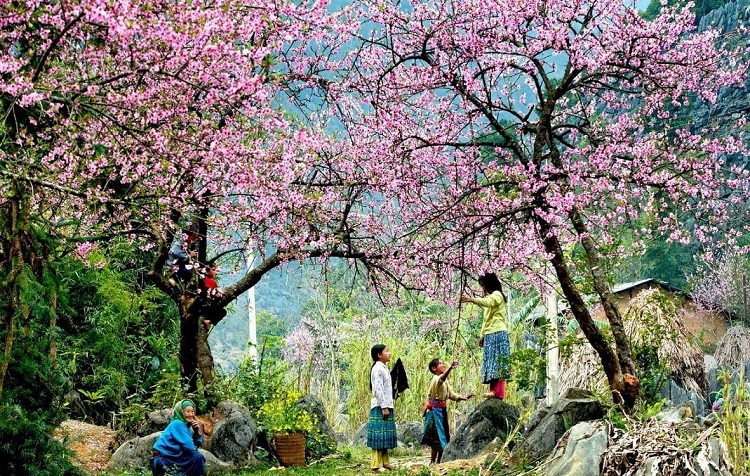 Vườn hoa anh đào Mường Phăng