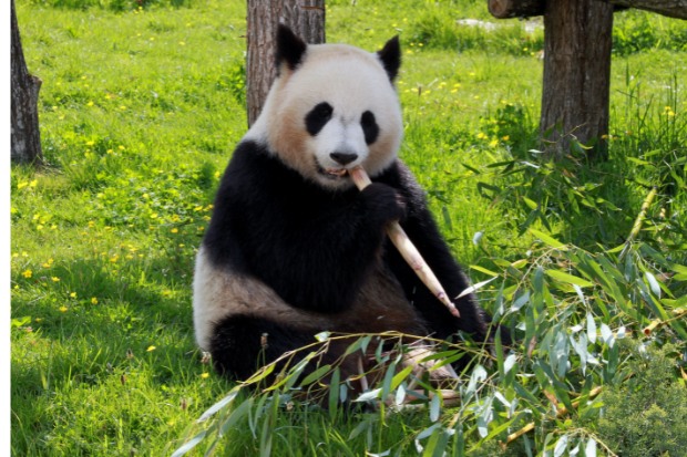 Khám phá Vườn thú Chiang Mai