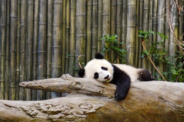 Vườn thú Trùng Khánh Zoo