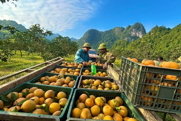 Cam X&atilde; Đo&agrave;i &ndash; Đặc sản trứ danh với vị ngọt thanh, vỏ mịn v&agrave;ng v&agrave; hương thơm kh&oacute; qu&ecirc;n