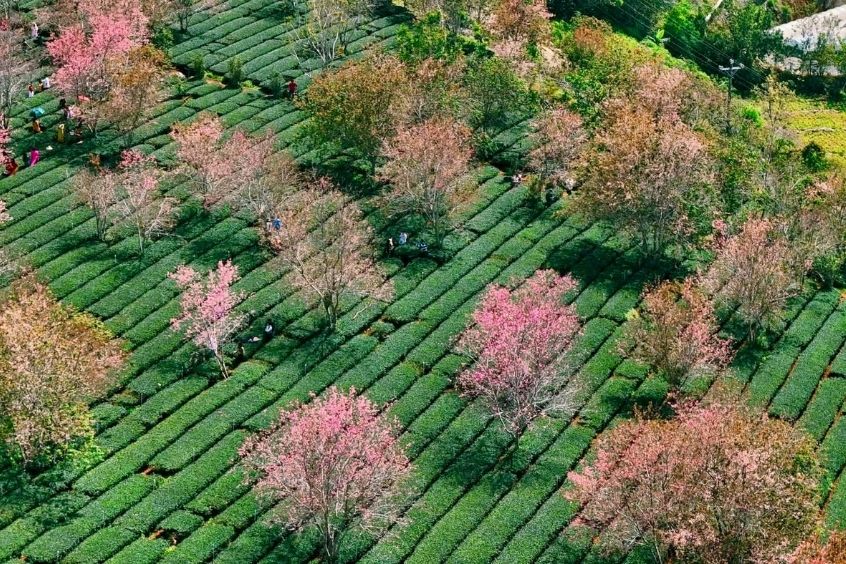 V&eacute; m&aacute;y bay từ Đ&agrave; Nẵng đi Đ&agrave; Lạt - Kh&aacute;m ph&aacute; vẻ đẹp hoa anh đ&agrave;o tr&ecirc;n Đồi Ch&egrave; Cầu Đất