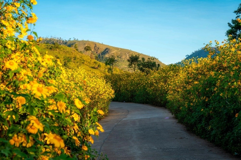 Sắc v&agrave;ng rực rỡ của m&ugrave;a thảm hoa d&atilde; quỳ dốc n&uacute;i lửa Chư Đăng Ya