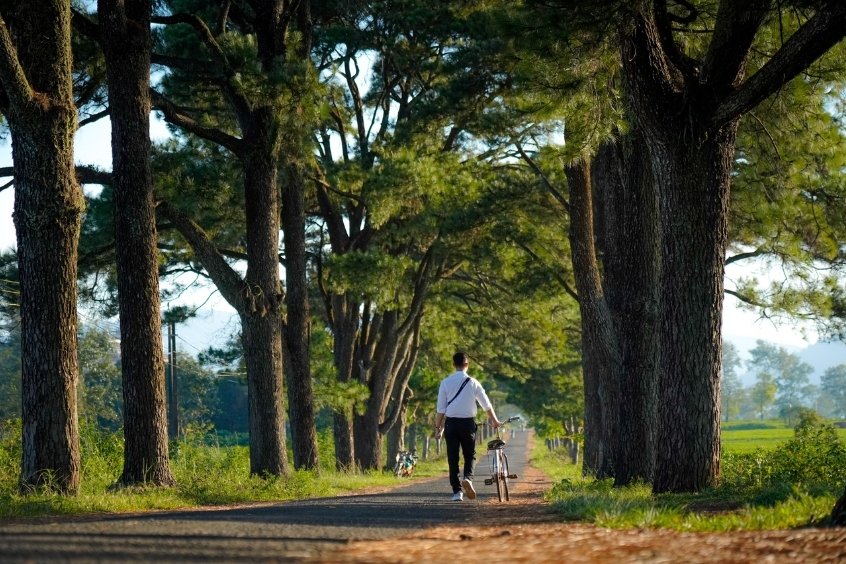 Thong dong dưới h&agrave;ng th&ocirc;ng trăm tuổi Biển Hồ Ch&egrave;, trải nghiệm cảm gi&aacute;c b&igrave;nh y&ecirc;n v&agrave; thoải m&aacute;i dưới b&oacute;ng c&acirc;y