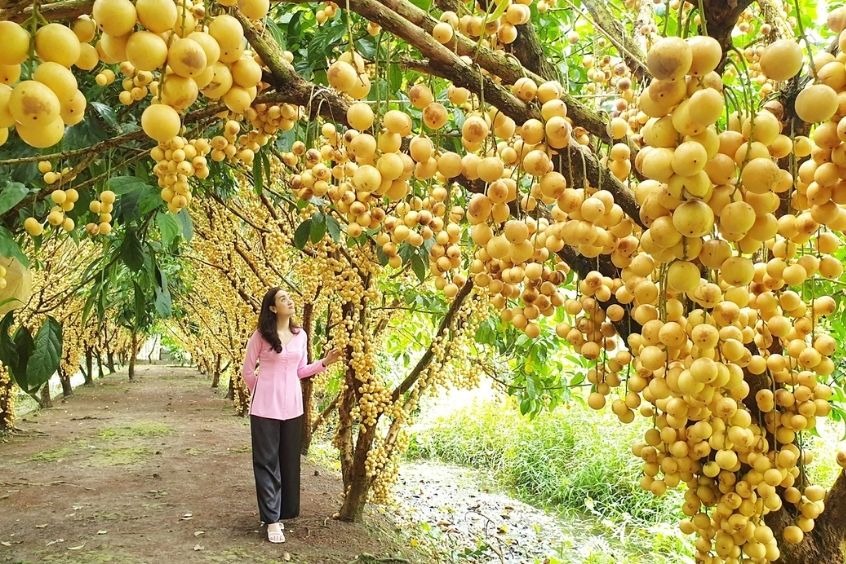 Tham quan v&agrave; thưởng thức nhiều loại tr&aacute;i c&acirc;y thơm ngon tại Vườn tr&aacute;i c&acirc;y Phong Điền