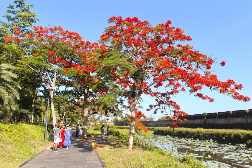 Khoảnh khắc rực rỡ của những c&acirc;y hoa phượng vĩ nở rộ v&agrave;o m&ugrave;a h&egrave; tại khu vực bờ th&agrave;nh Đại Nội Huế