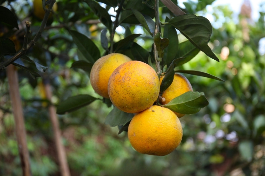 Cam X&atilde; Đo&agrave;i l&agrave; một giống cam đặc sản nổi tiếng của Nghệ An