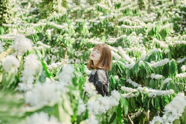 M&ugrave;a hoa c&agrave; ph&ecirc; nở rộ tại v&ugrave;ng T&acirc;y Nguy&ecirc;n v&agrave;o dịp cuối xu&acirc;n tạo n&ecirc;n một thảm hoa khổng lồ bao phủ