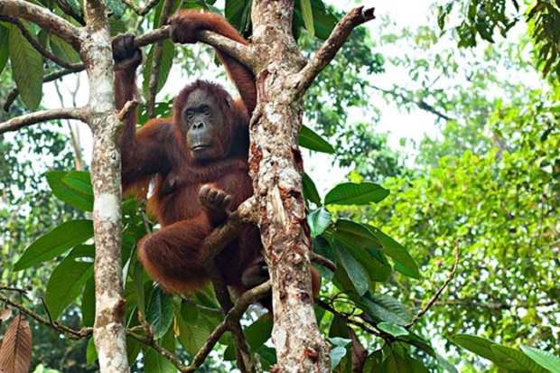 vườn quốc gia Taman Negara