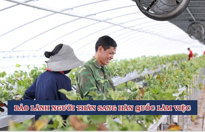 bảo l&atilde;nh sang H&agrave;n Quốc l&agrave;m việc