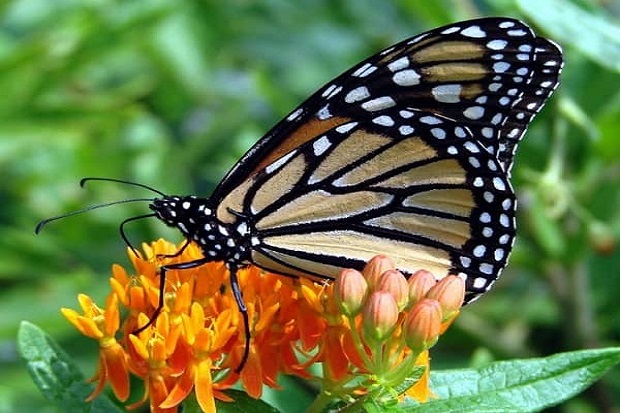 Du lịch Malacca - Khu bảo tồn loài Bướm & Bò sát